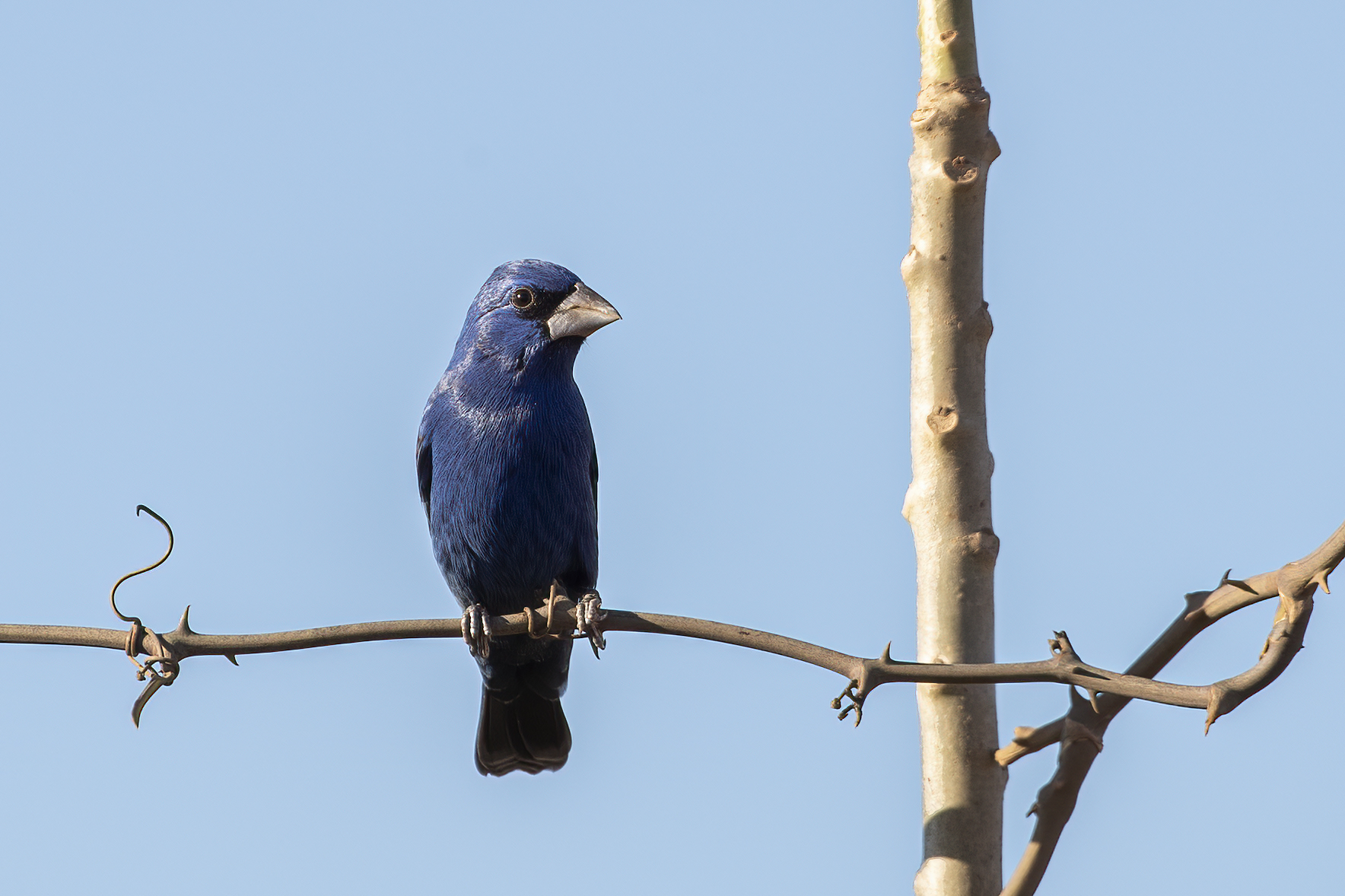 Thick-billed Seed-Finch